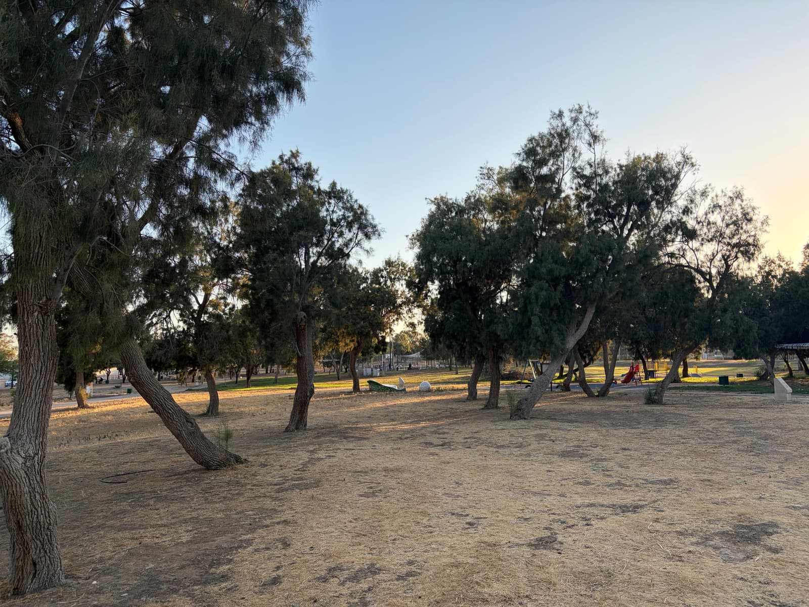 יער אופקים — חורשת עצים ומדשאות בפארק אופקים בשעת שקיעה